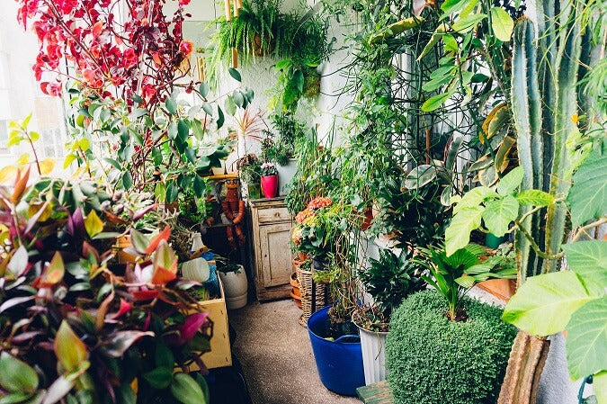 The Science Behind Watering your Plants Right  Ugaoo