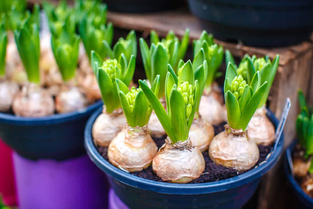 How to Grow Plants from Bulbs?