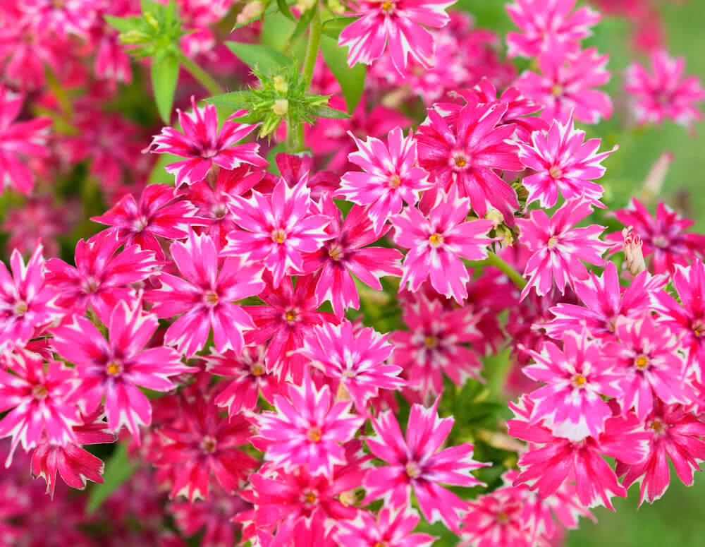 10 Best Summer Flowers to Grow in India  Ugaoo