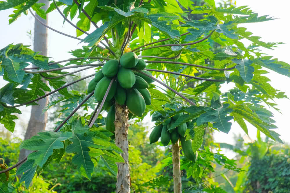 Growing Papaya Tree Ugaoo growing-papaya-tree-ugaoo