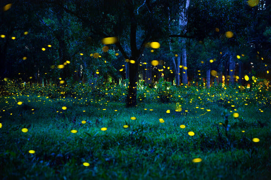 Love Fireflies? Attract Them to Your Yard This Summer
