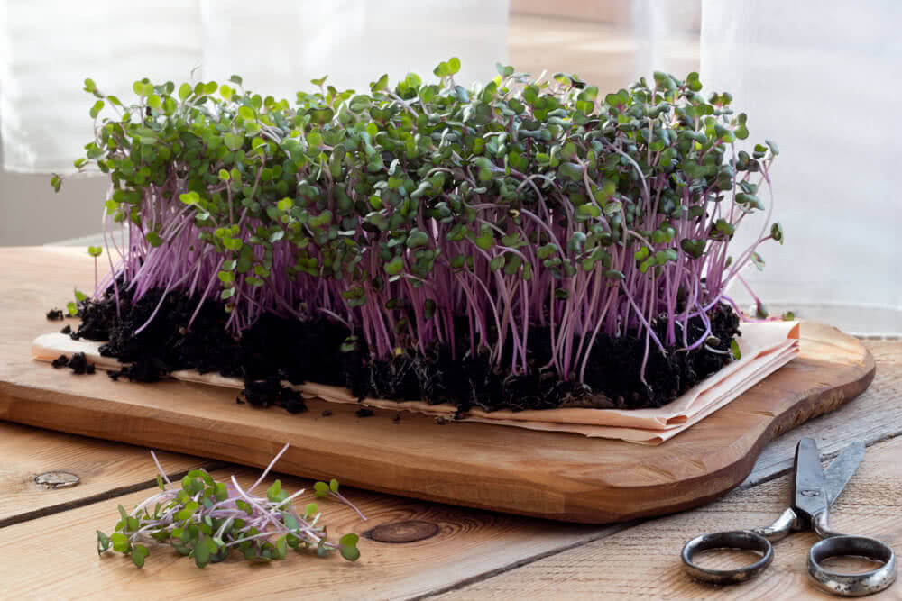 10 Reasons Why You Should Start Growing Microgreens at Home