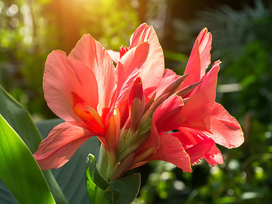 Top 10 Garden Plants That Soak up the Summer Sun