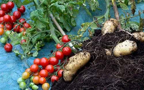 Tom Tato: The Revolutionary Concept in Gardening  Ugaoo