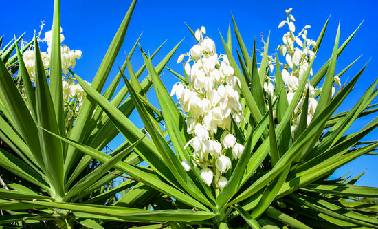 Know How To Help Your Yucca Plant Flower