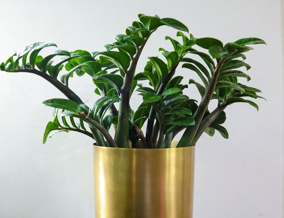 ZZ Plant Care Tips Watering, Light, and Maintenance Guide