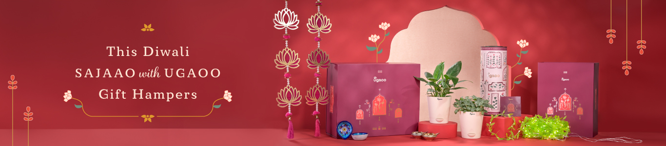 Buy Diwali Plant Gifts Online Perfect Diwali Gifts For Friends Family buy-diwali-plant-gifts-online-perfect-diwali-gifts-for-friends-family