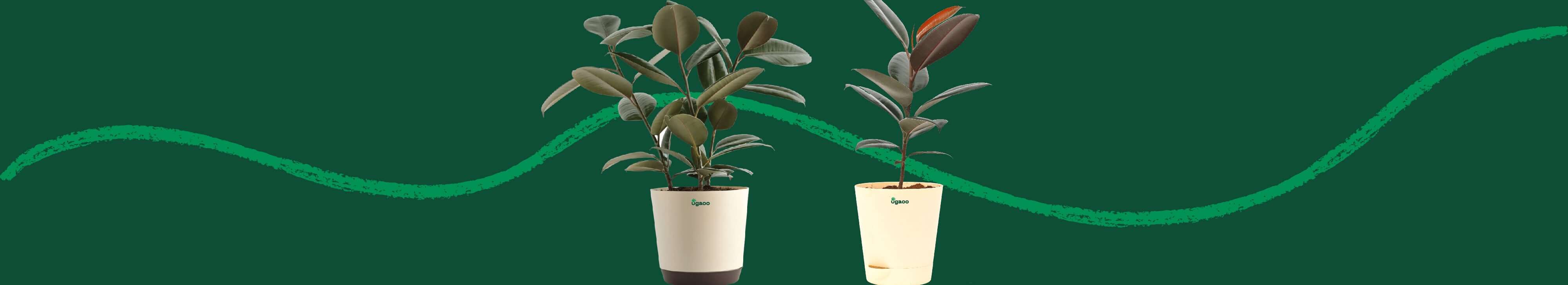 Buy Rubber Plant (Ficus Elastica) Online In India Safe Home Delivery