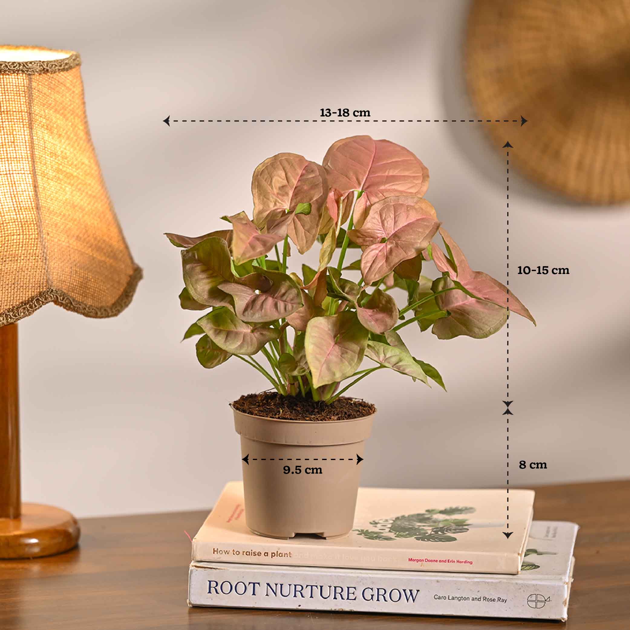 Set of 6 Air Purifying Indoor Plant Bundle