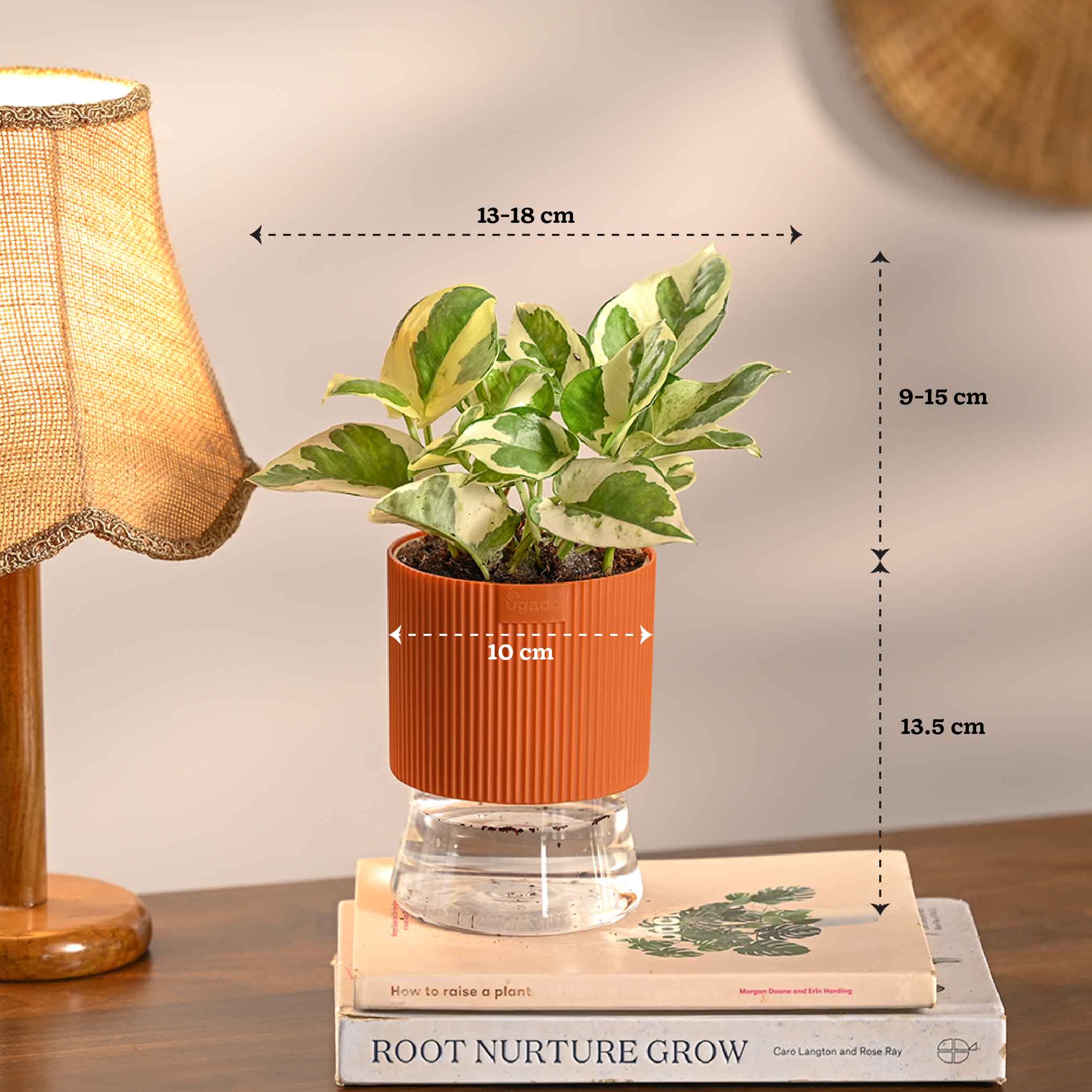 Combo of 4 Plant Set for Office Desk