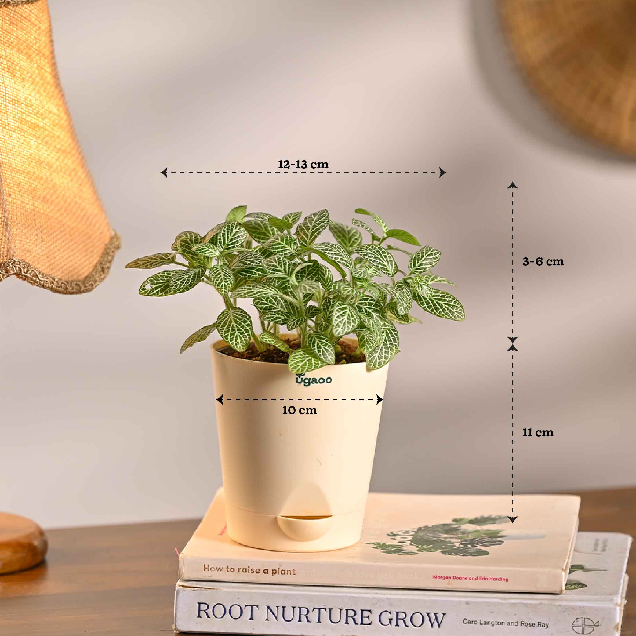 Set of 5 Living Room Decor Plant Bundle