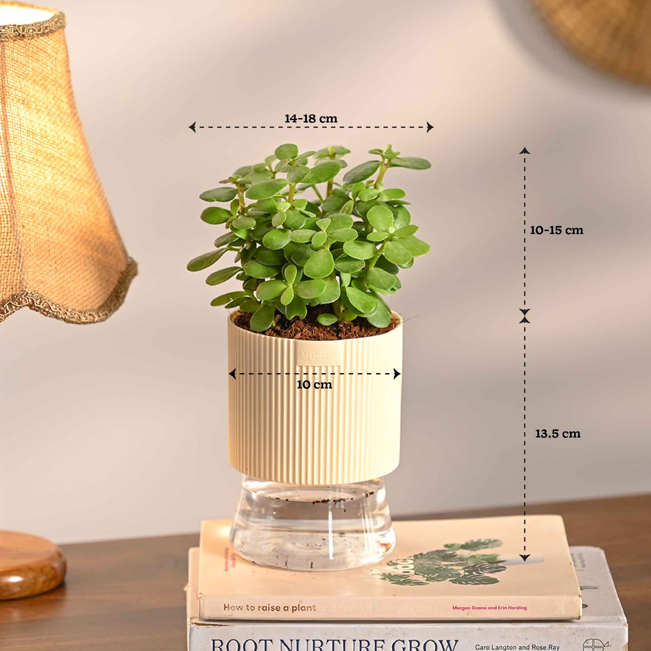 Pack of 4 Home Air Purifier Plant Bundle