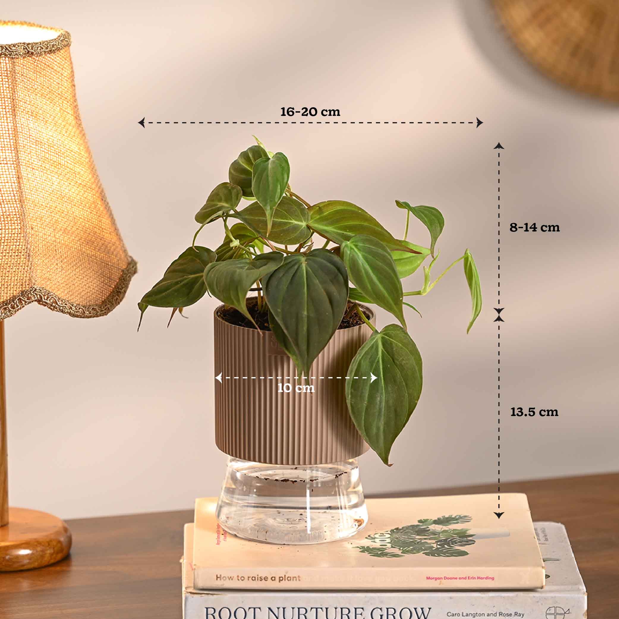 Set of 4 Indoor Plant Decor Bundle
