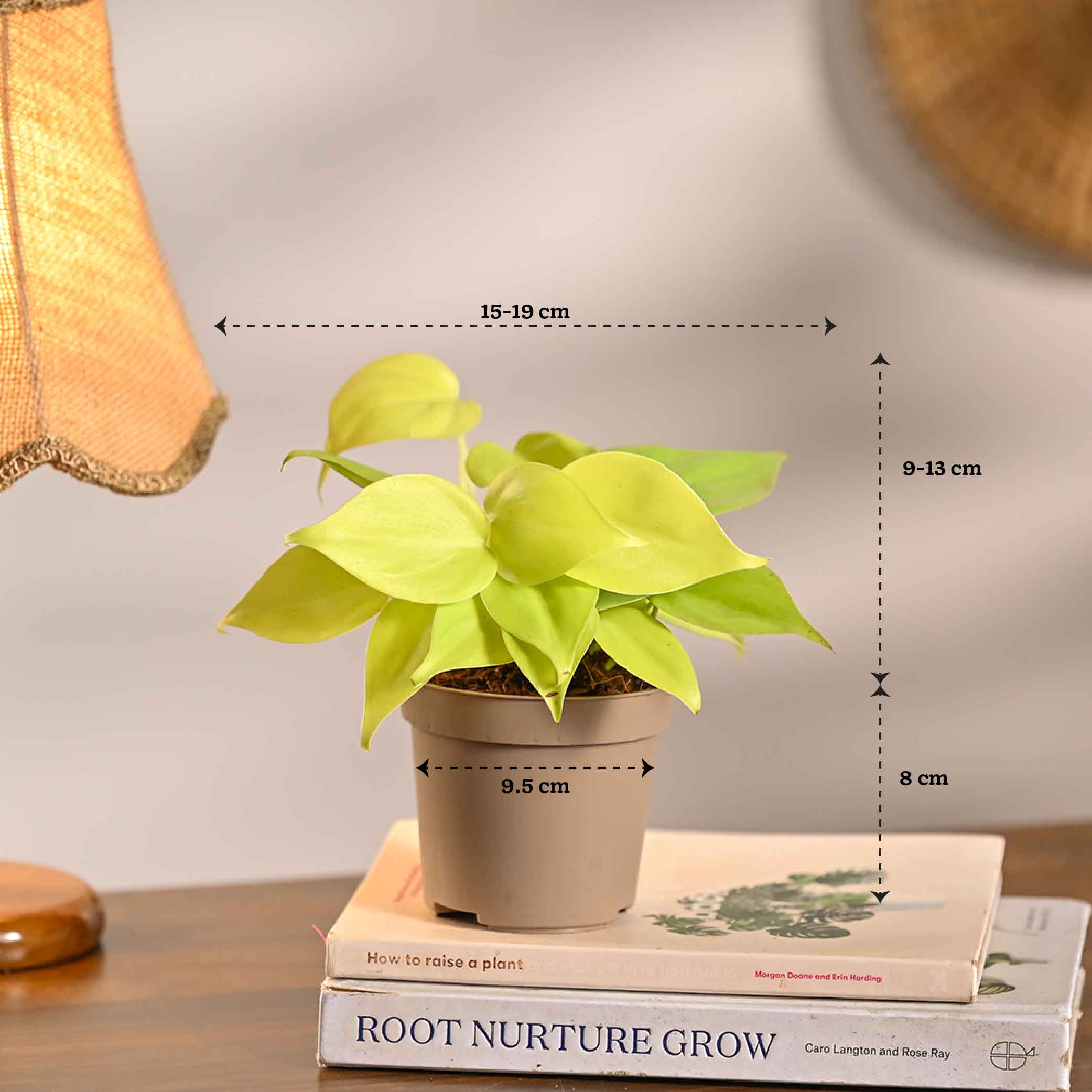 Set of 5 Low Maintenance Decorative Plant Bundle