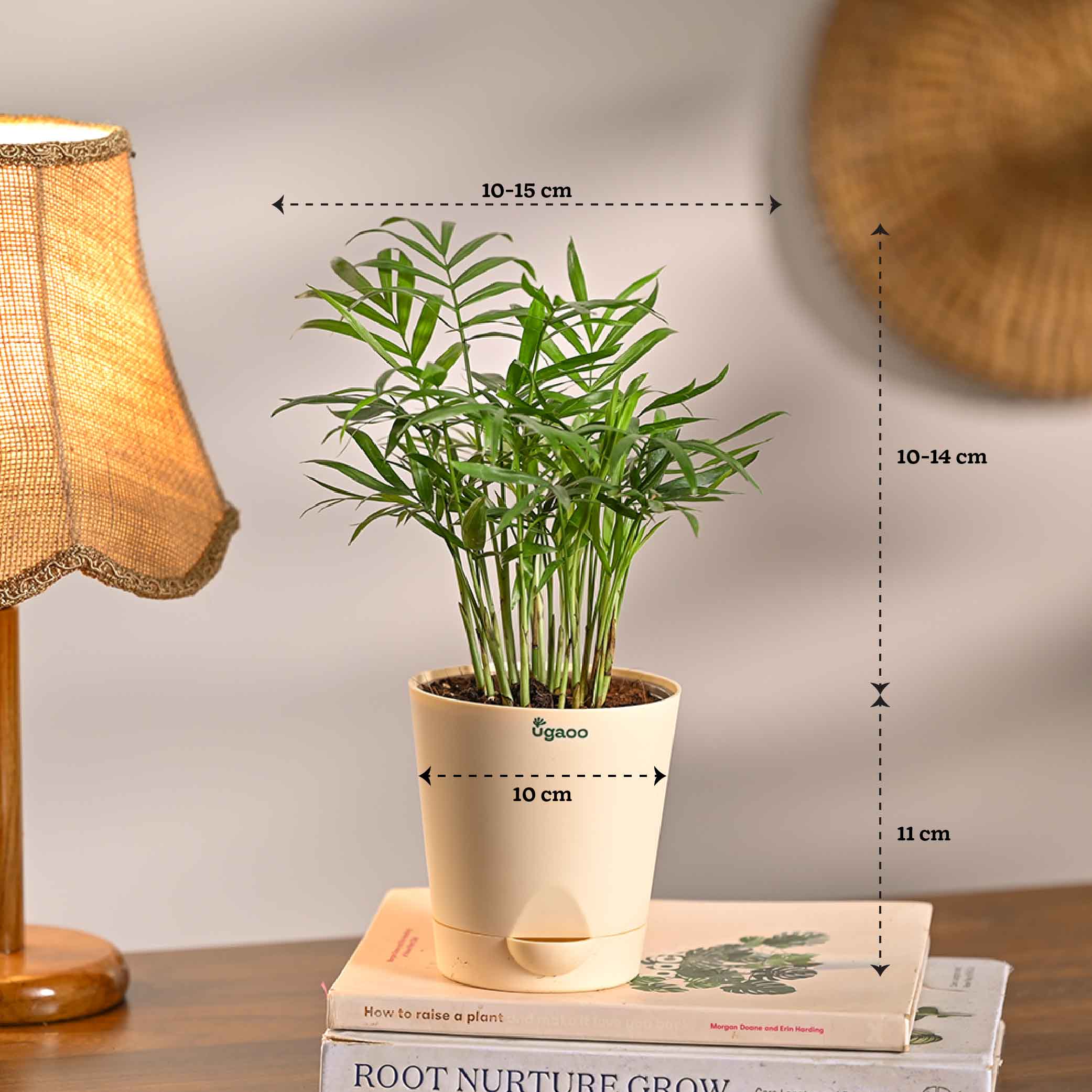 Set of 6 Air Filtration Indoor Plants