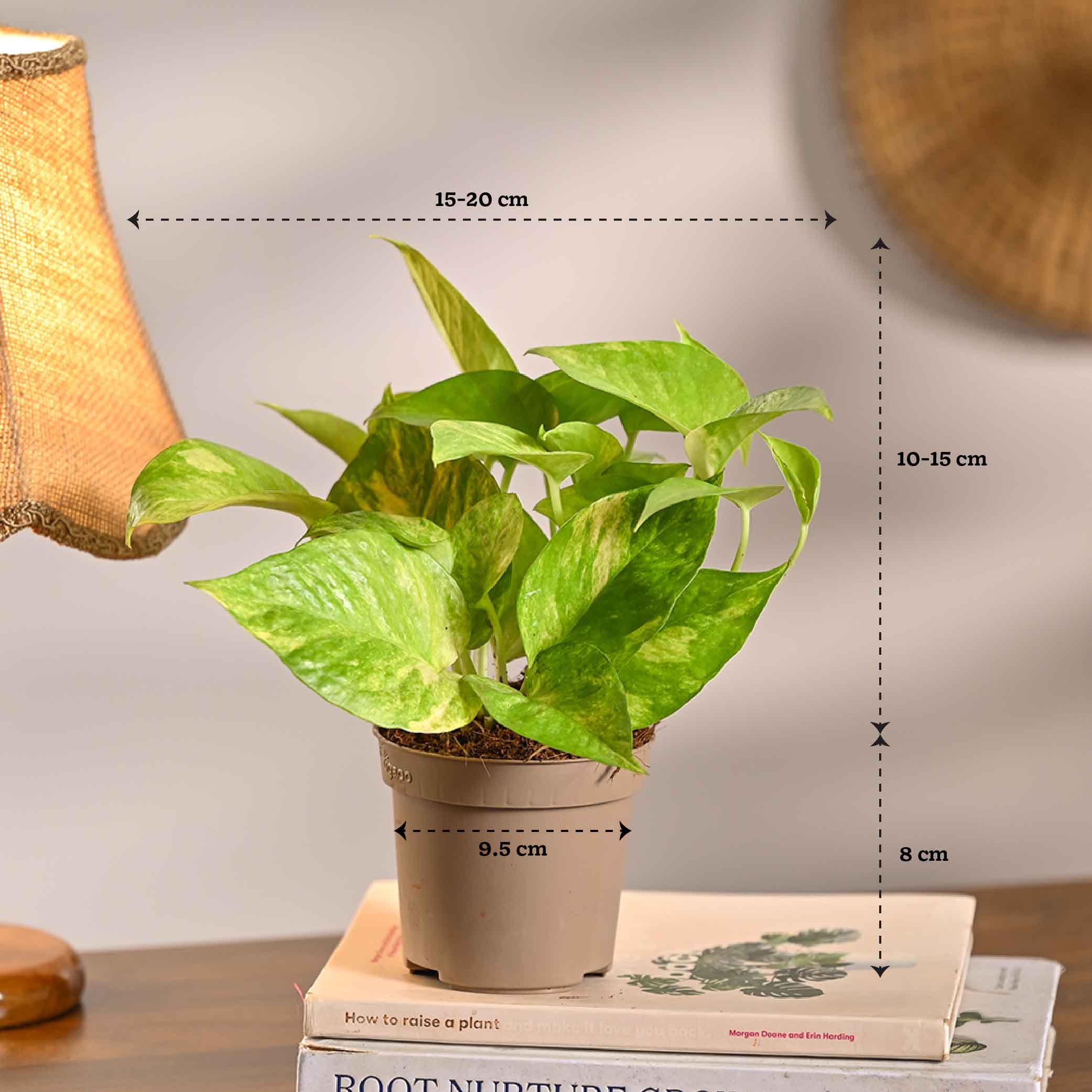 Set of 5 Low Maintenance Decorative Plant Bundle