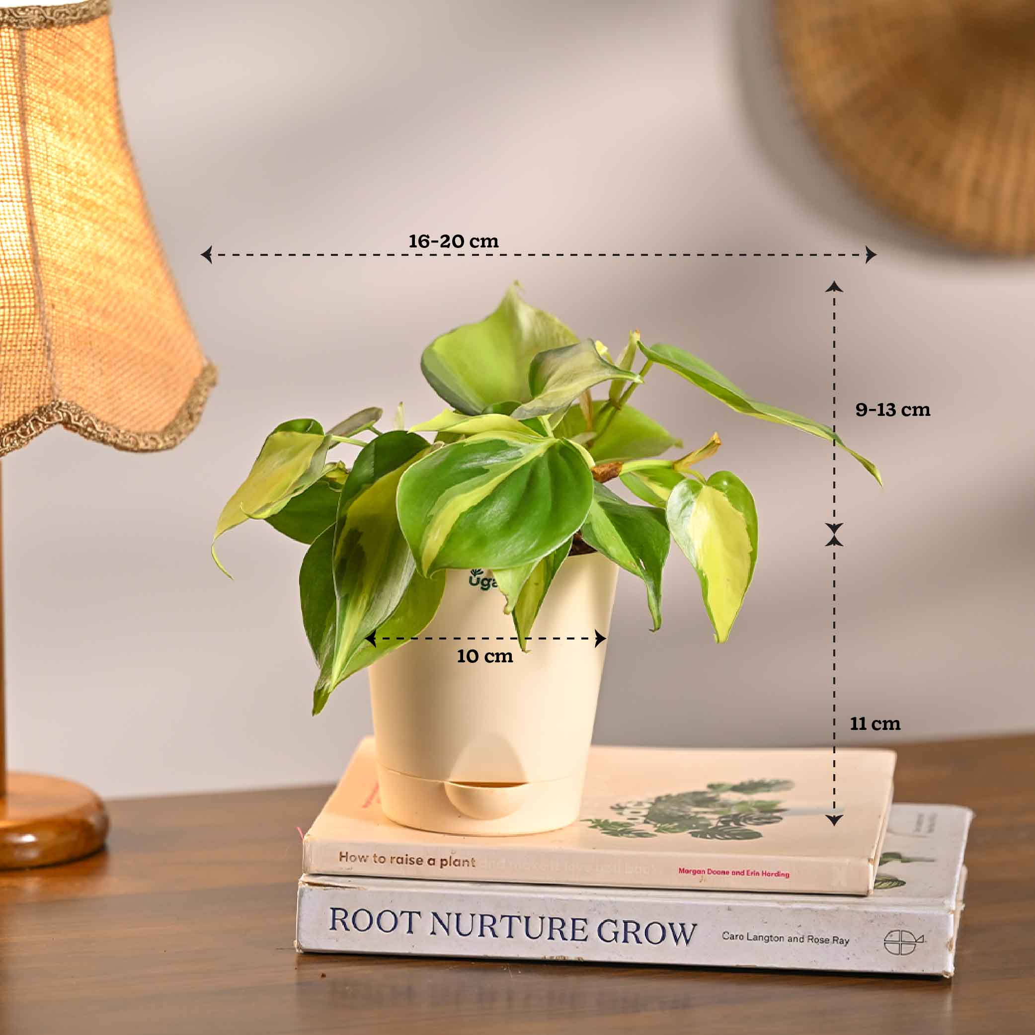 Set of 5 Living Room Decor Plant Bundle