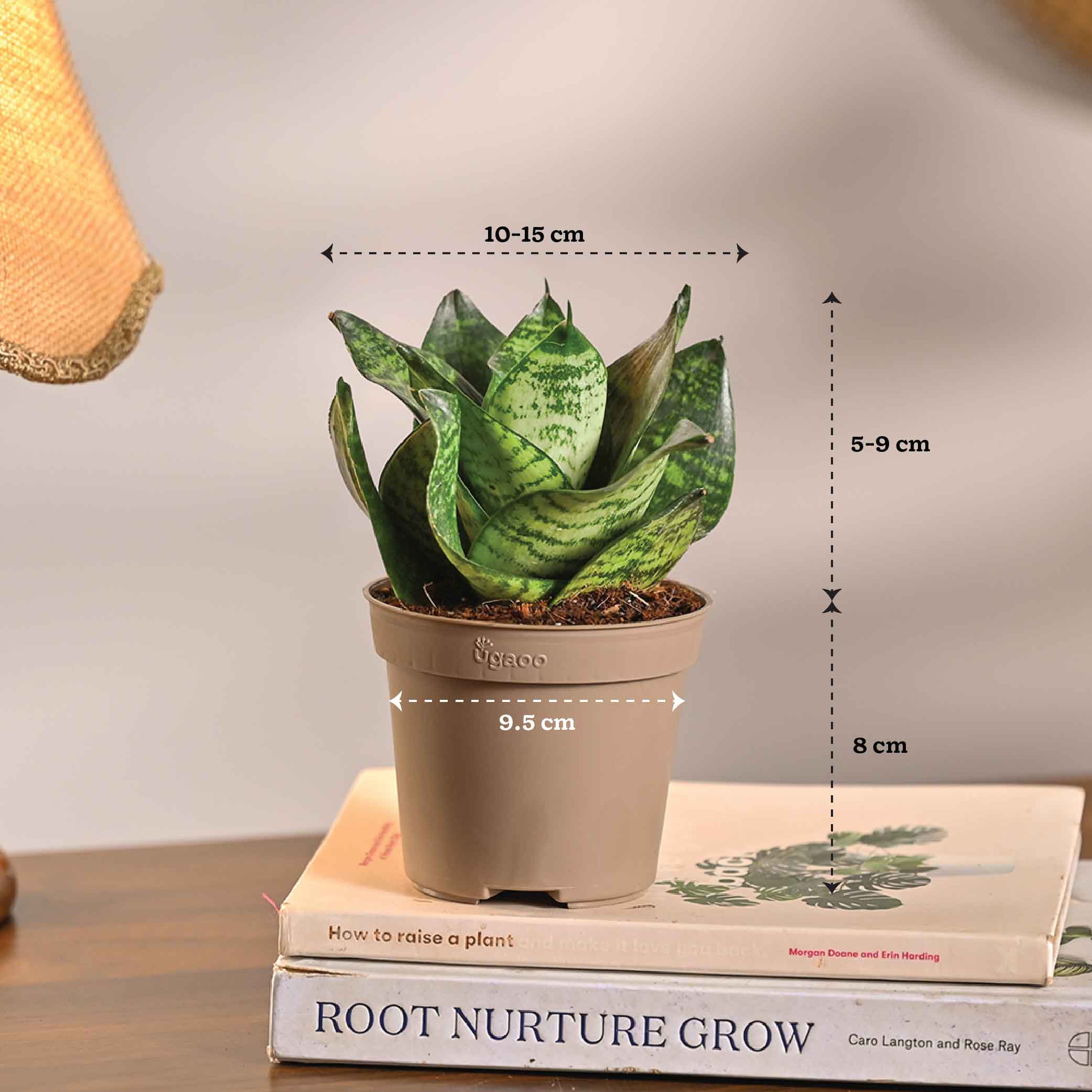 Set of 6 Air Purifying Indoor Plant Bundle