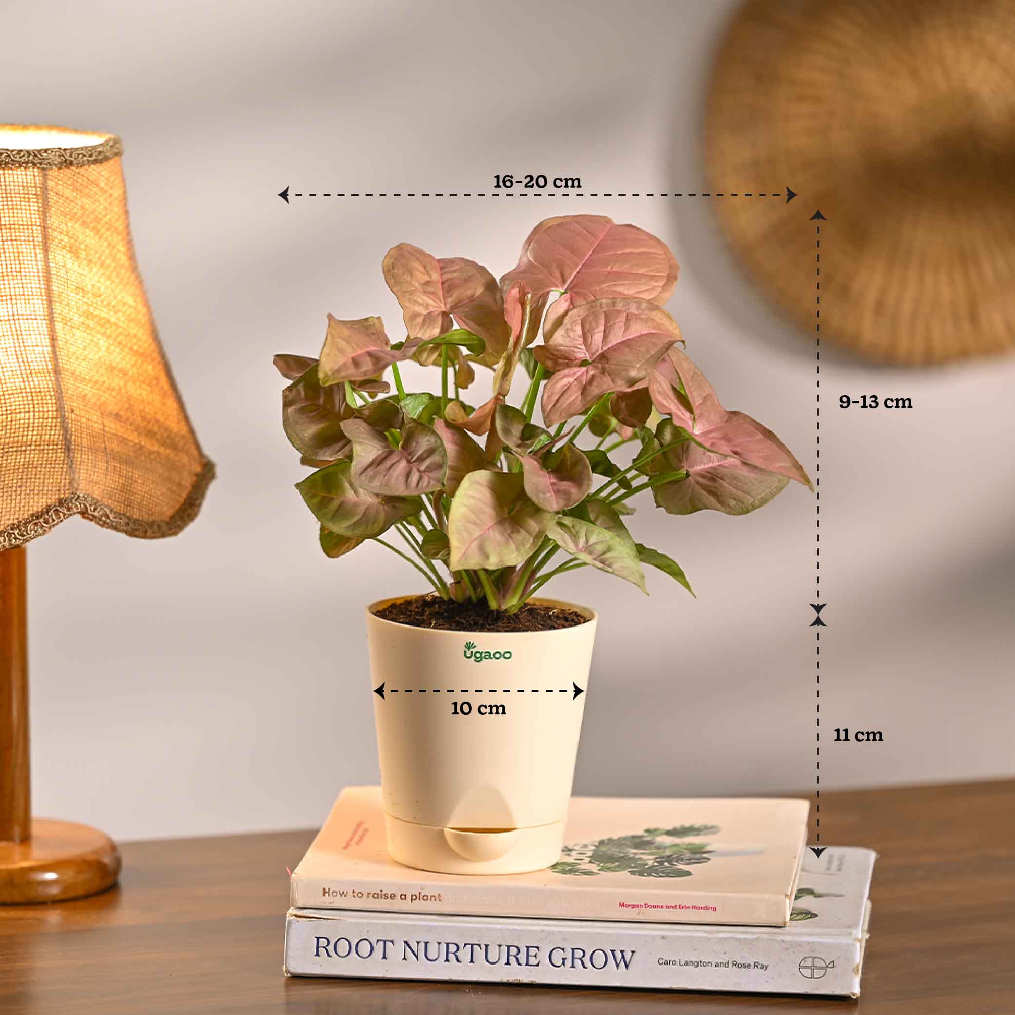 Set of 6 Air Filtration Indoor Plants