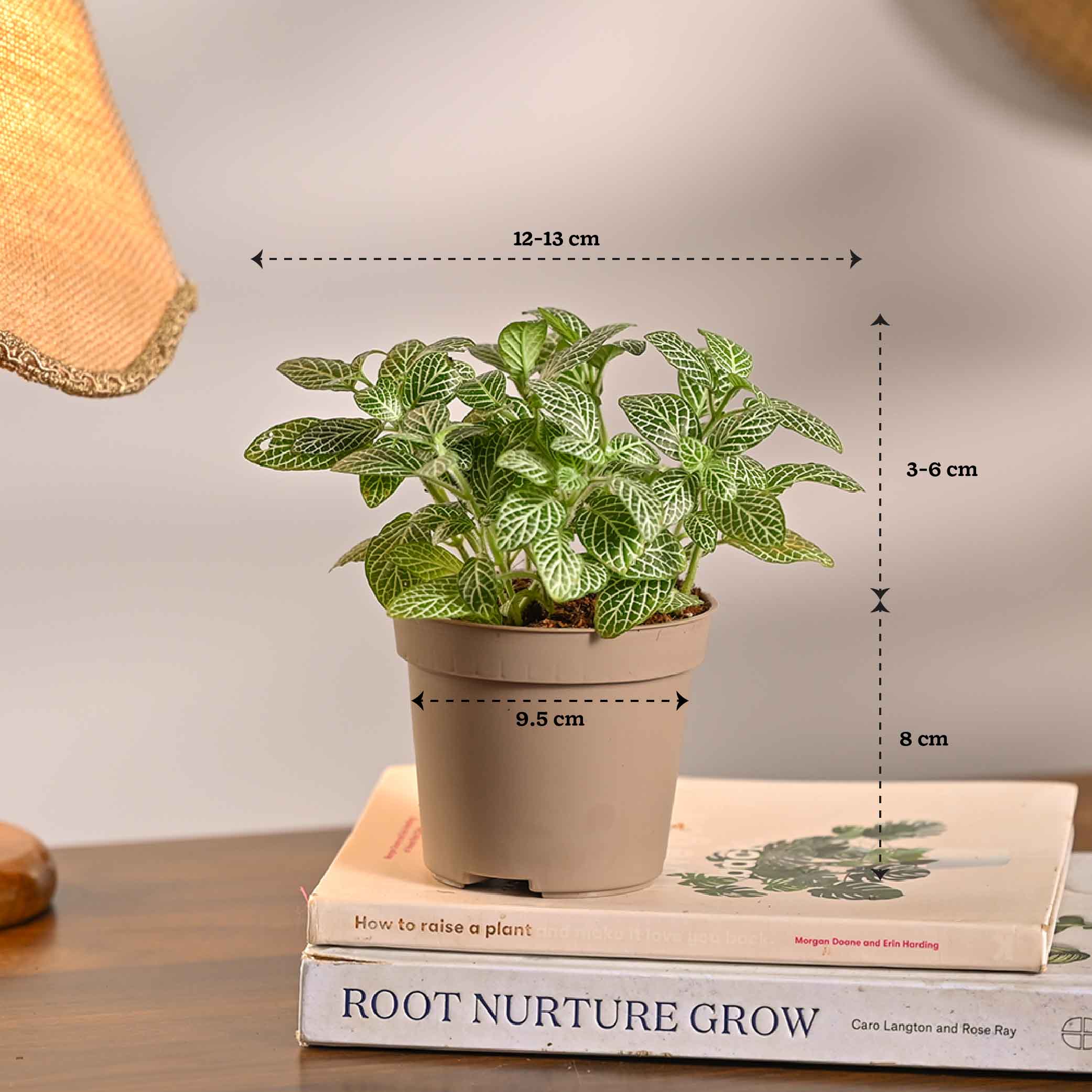 Set of 5 Low Maintenance Decorative Plant Bundle