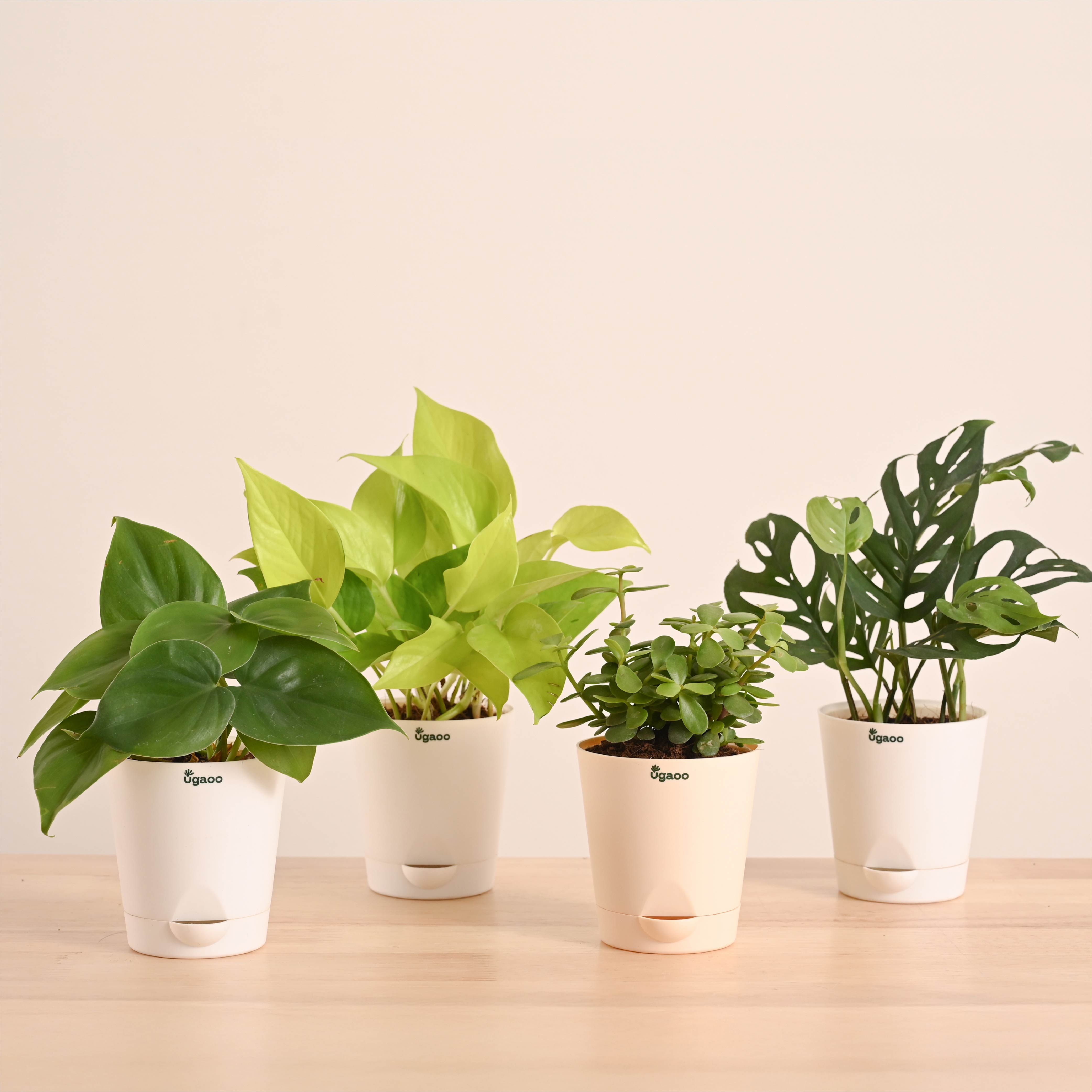 indoor plants ugaoo Easy Indoor Plant Bundle for Beginners – Ugaoo