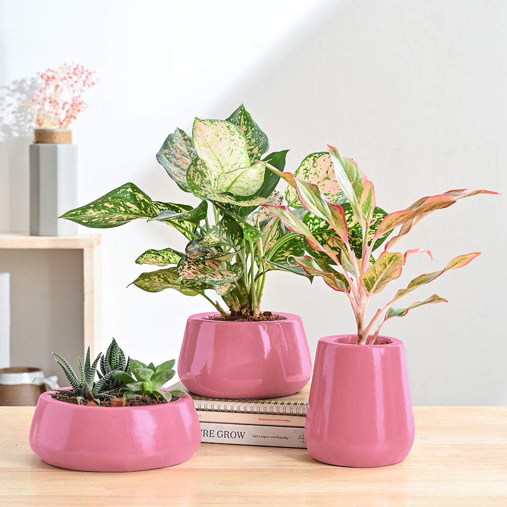 magenta plant pot Tulip Fantasy Bundle