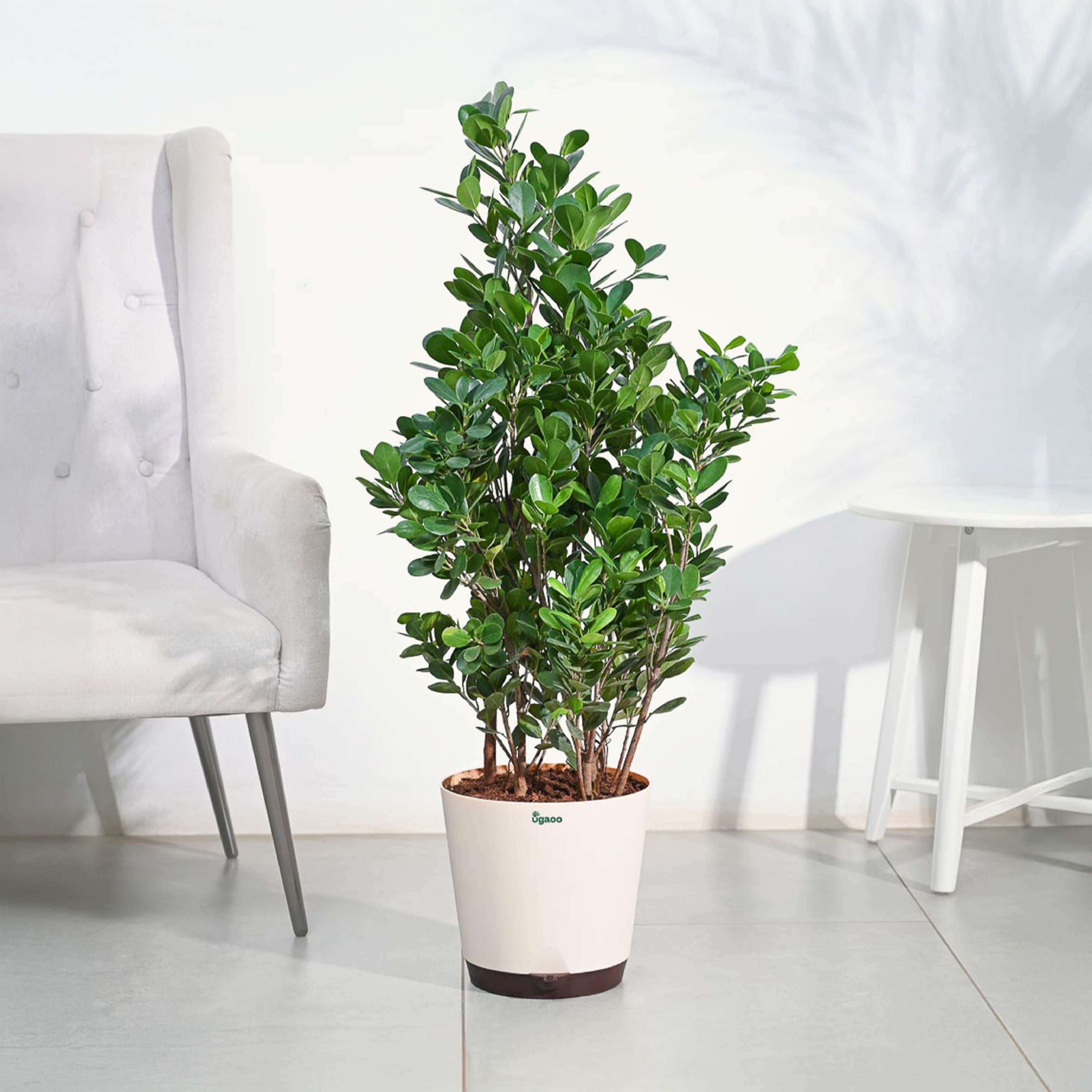 Ficus Moclame Plant - XL