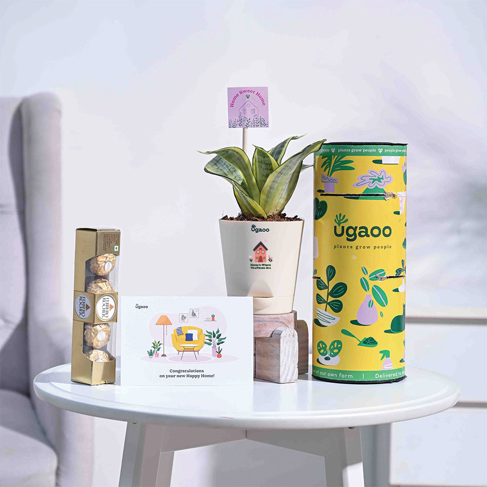 Snake Plant - Golden Housewarming Gift Hamper