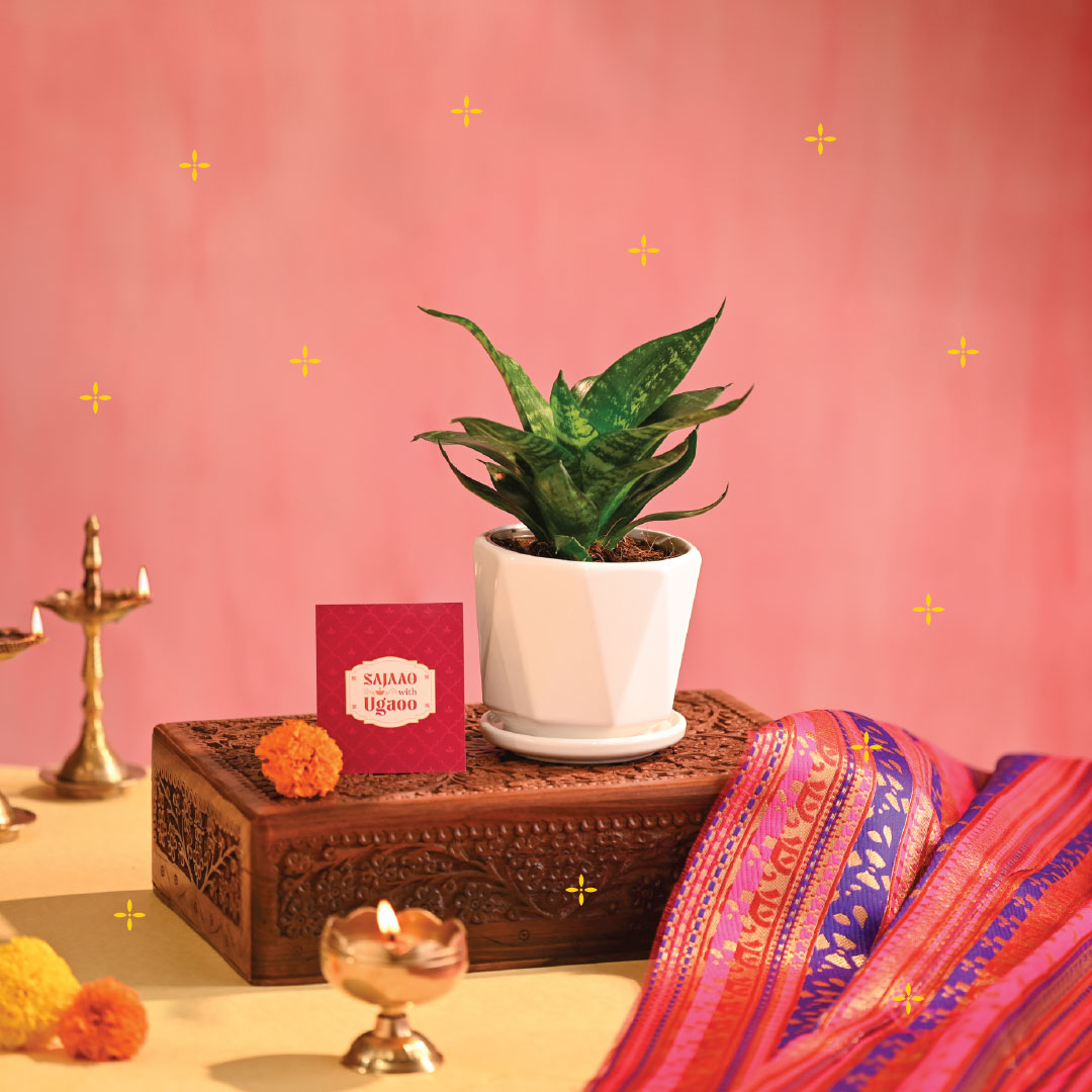 Snake Plant - Green - Diwali Edition