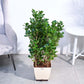 Ficus Moclame Plant - XL
