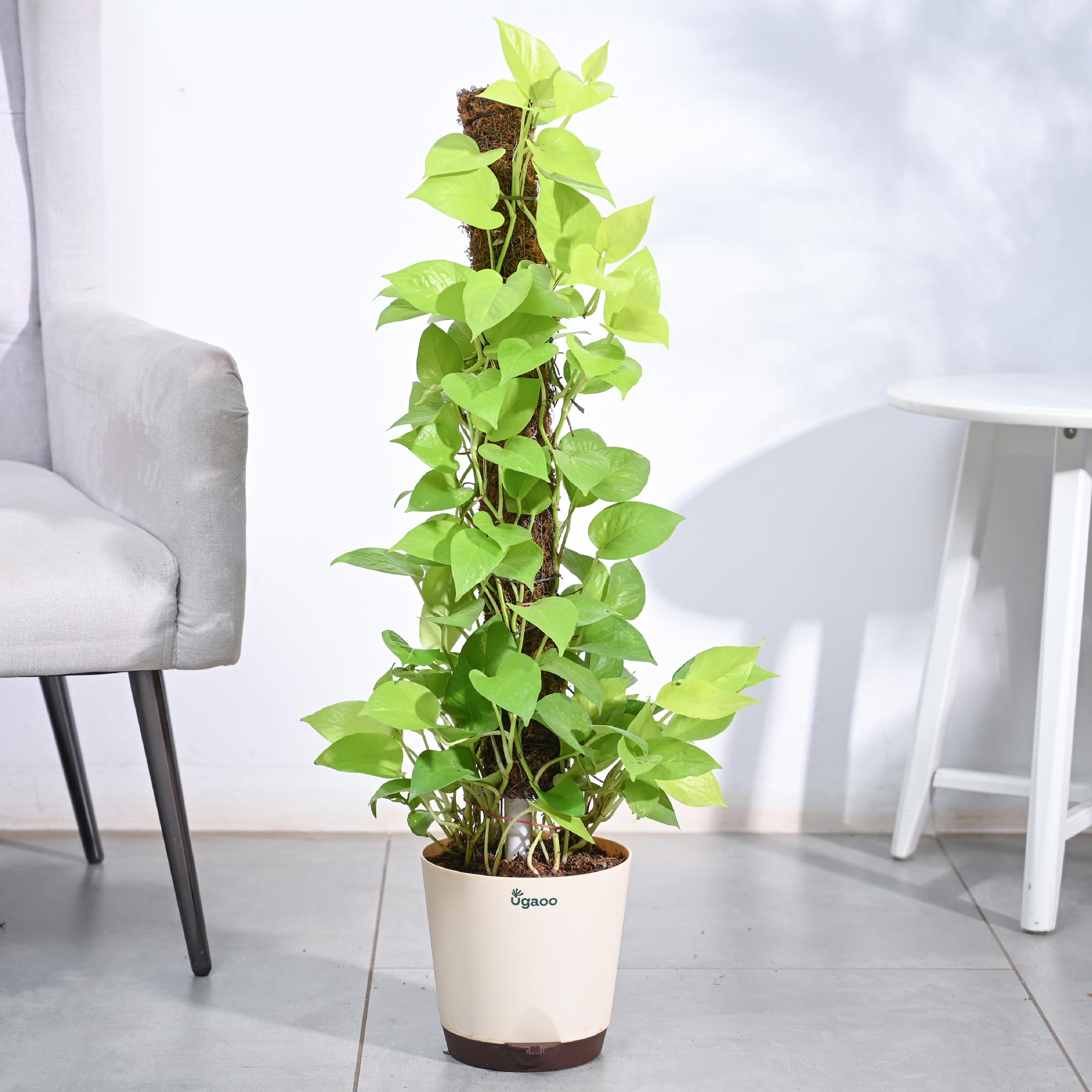 money plant on moss stick Buy Money Plant Golden with Moss Stick Online