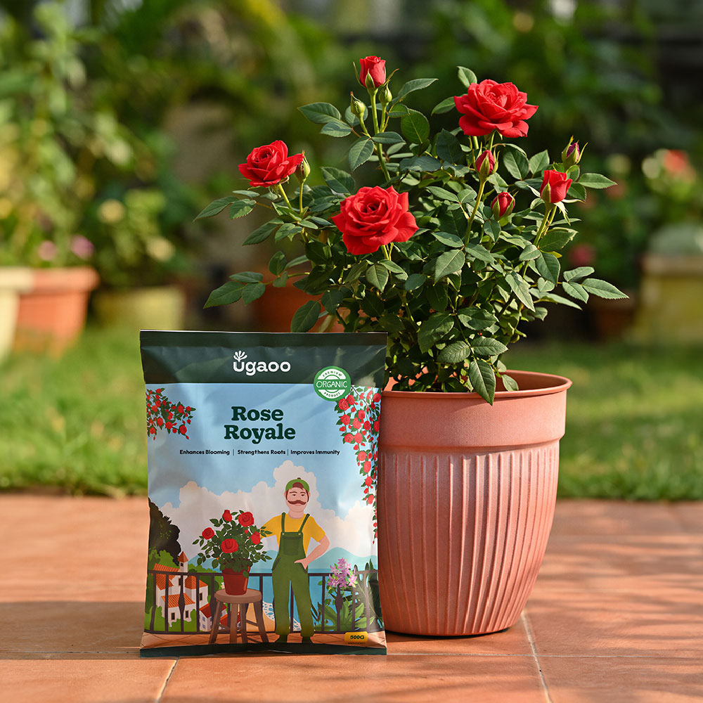 Rose Royale