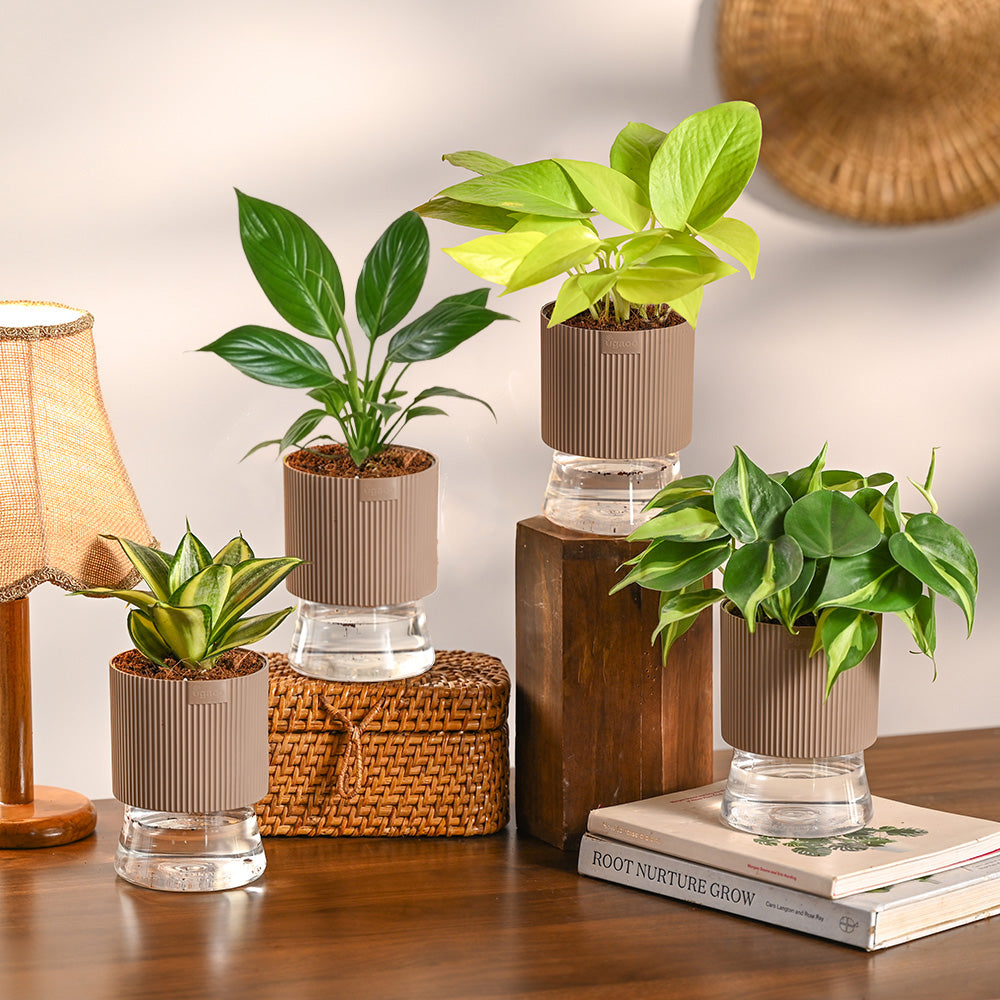 indoor plants ugaoo Set of 4 Indoor Plant Decor Bundle – Ugaoo