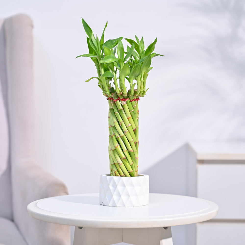 spiral lucky bamboo Lucky Wheel Bamboo Plant
