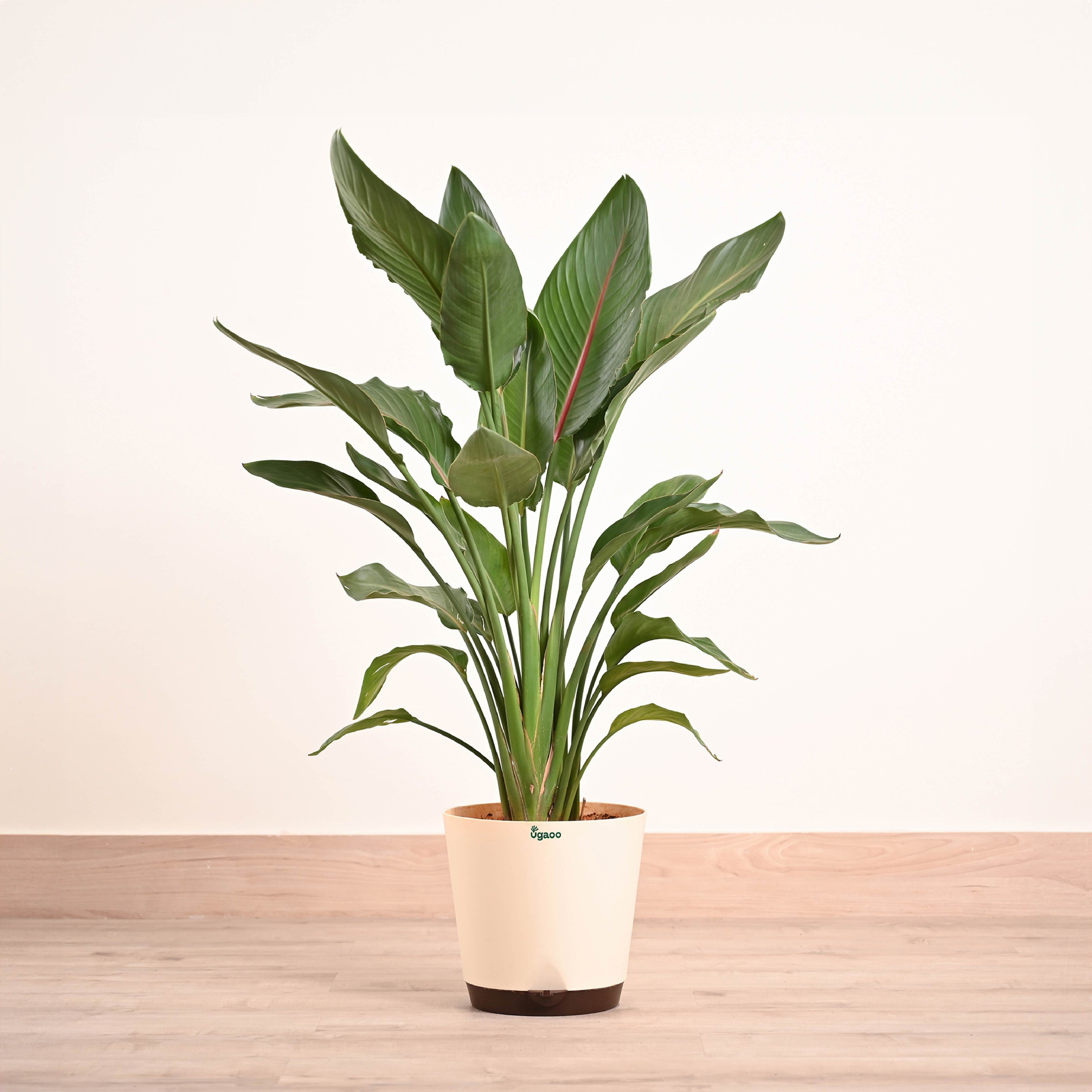 Bird Of Paradise Orange Plant - XL