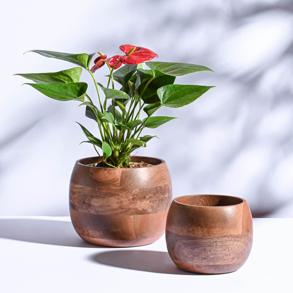 are wooden pots good for plants Orbit Wooden Planter
