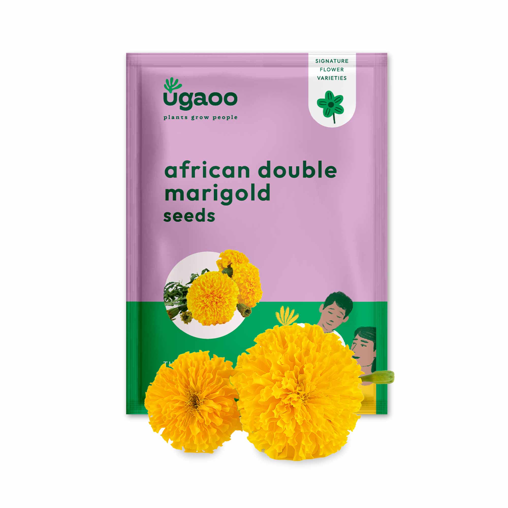 giant african marigold seeds Marigold African Double Seeds – Ugaoo