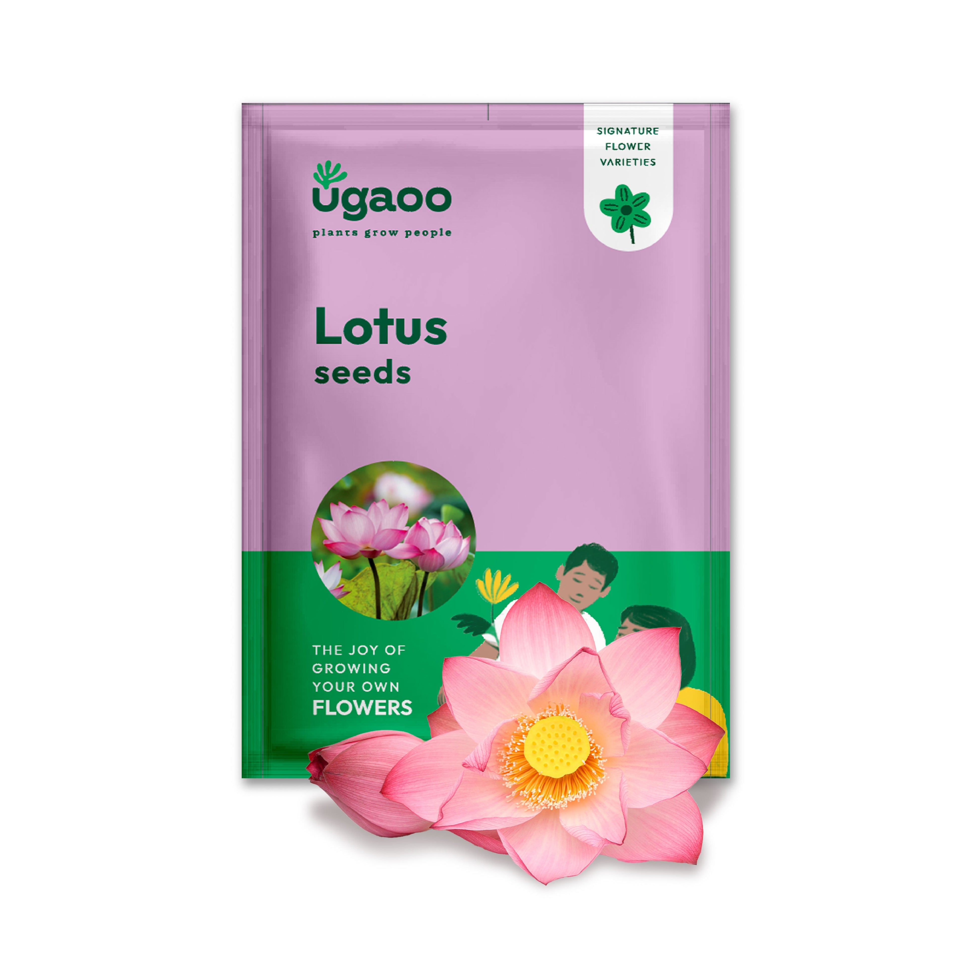Lotus Seeds