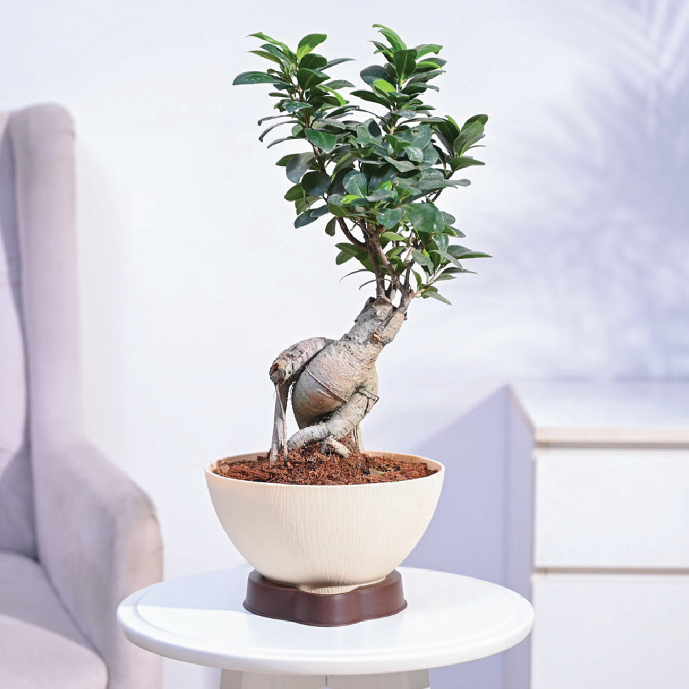 purchase bonsai tree online india Ficus Bonsai Plant