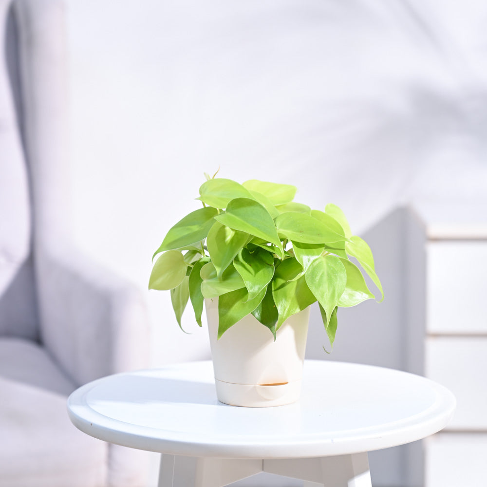 Philodendron Oxycardium Golden Plant with Self Watering Pot