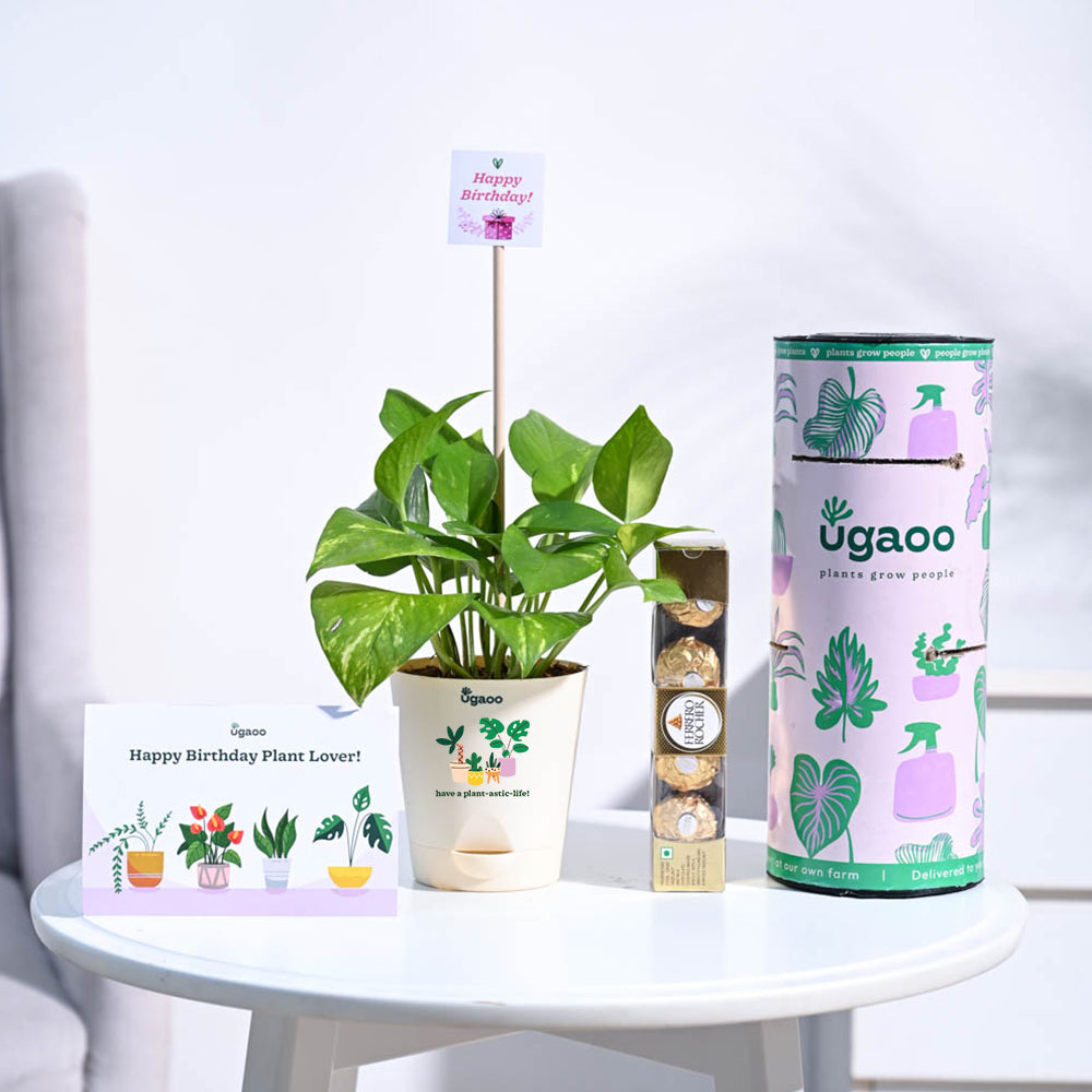 gifting money plant Money Plant Variegated Birthday Gift Hamper – Ugaoo