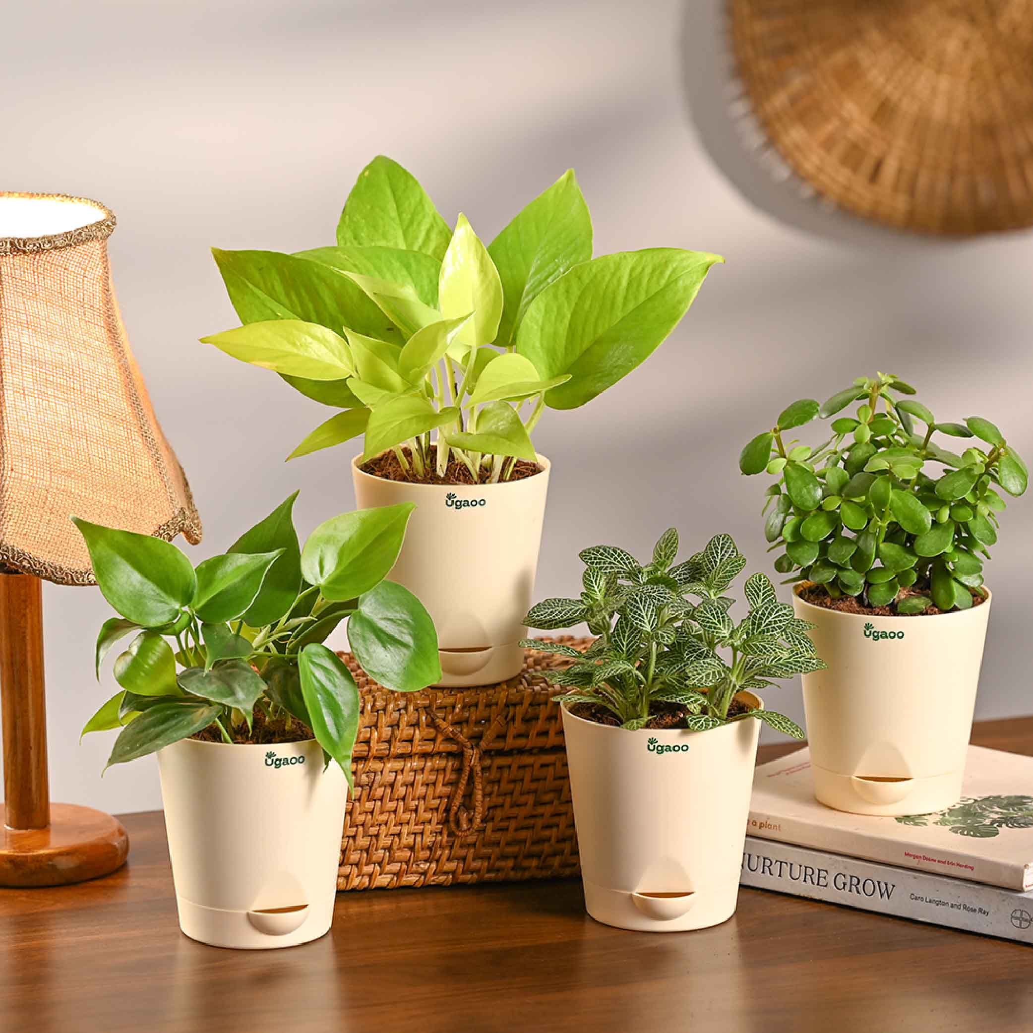 Bundle of 4 Compact Air Purifying Plant Bundle