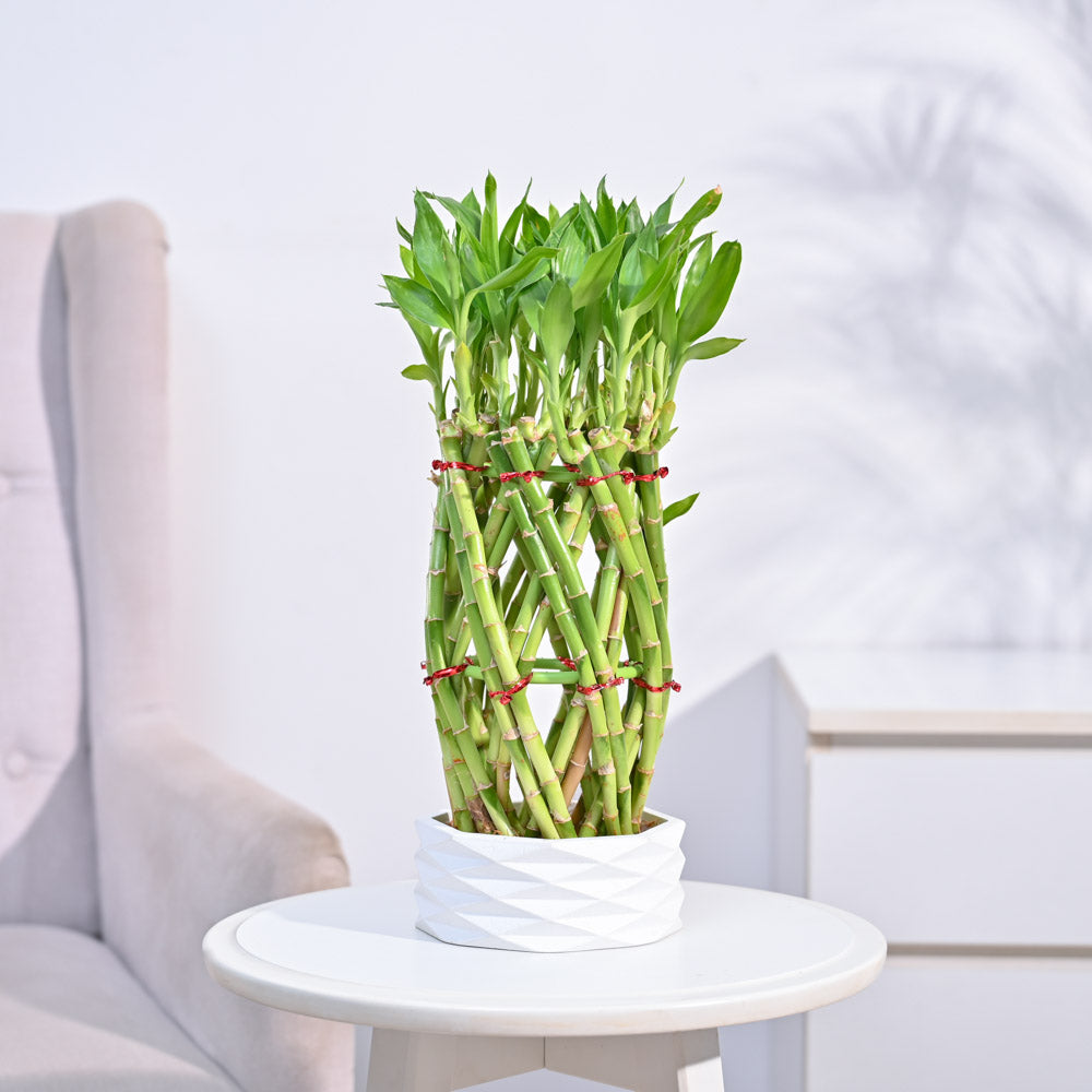lucky bamboo braided pineapple Buy a Braided Pineapple Lucky Bamboo plant online in India. – Ugaoo