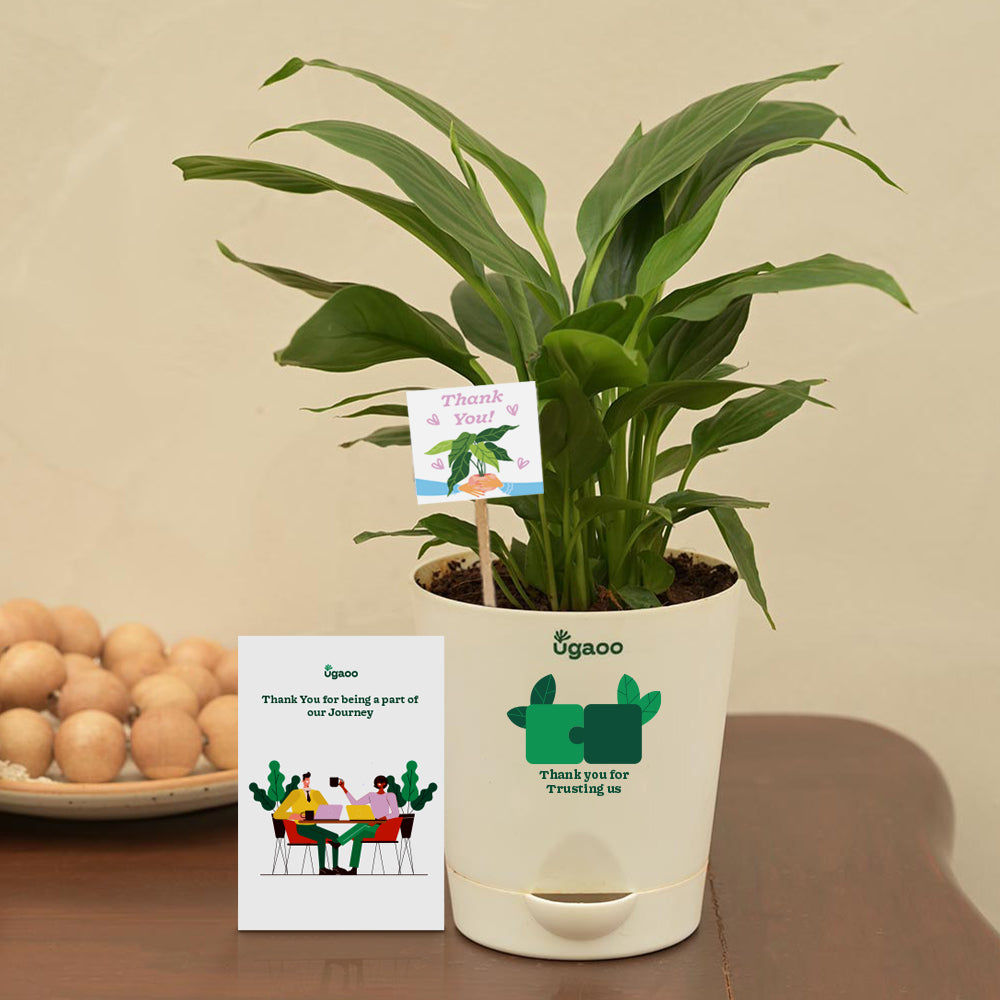 peace lily as a gift Peace Lily Plant Gift Hamper – Ugaoo