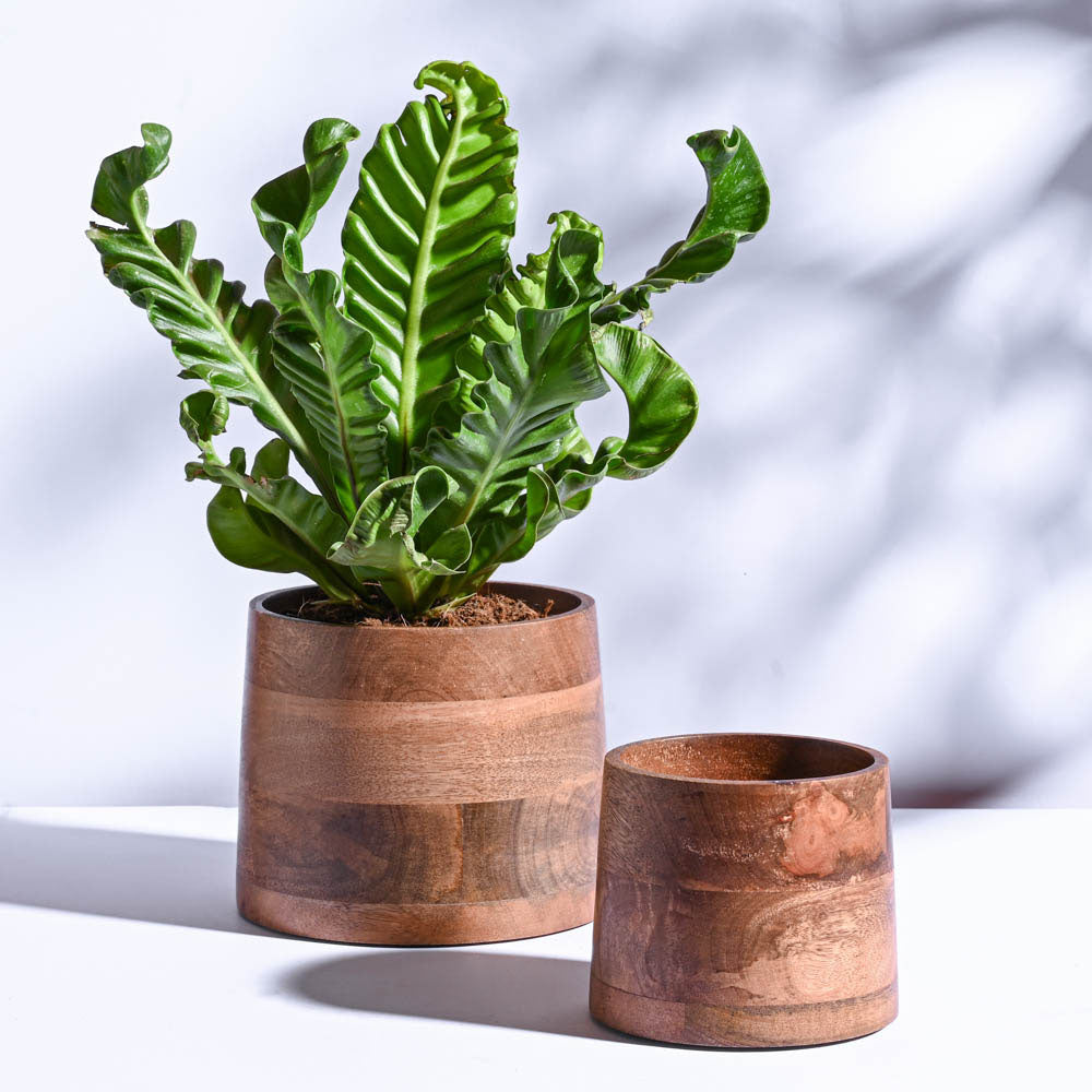 timber plant pot Gradient Wooden Planter