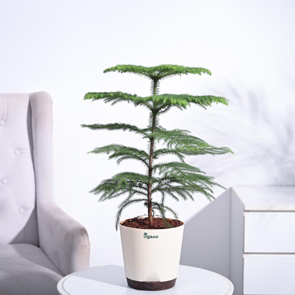 house plant that looks like a christmas tree Buy Indian Christmas Tree