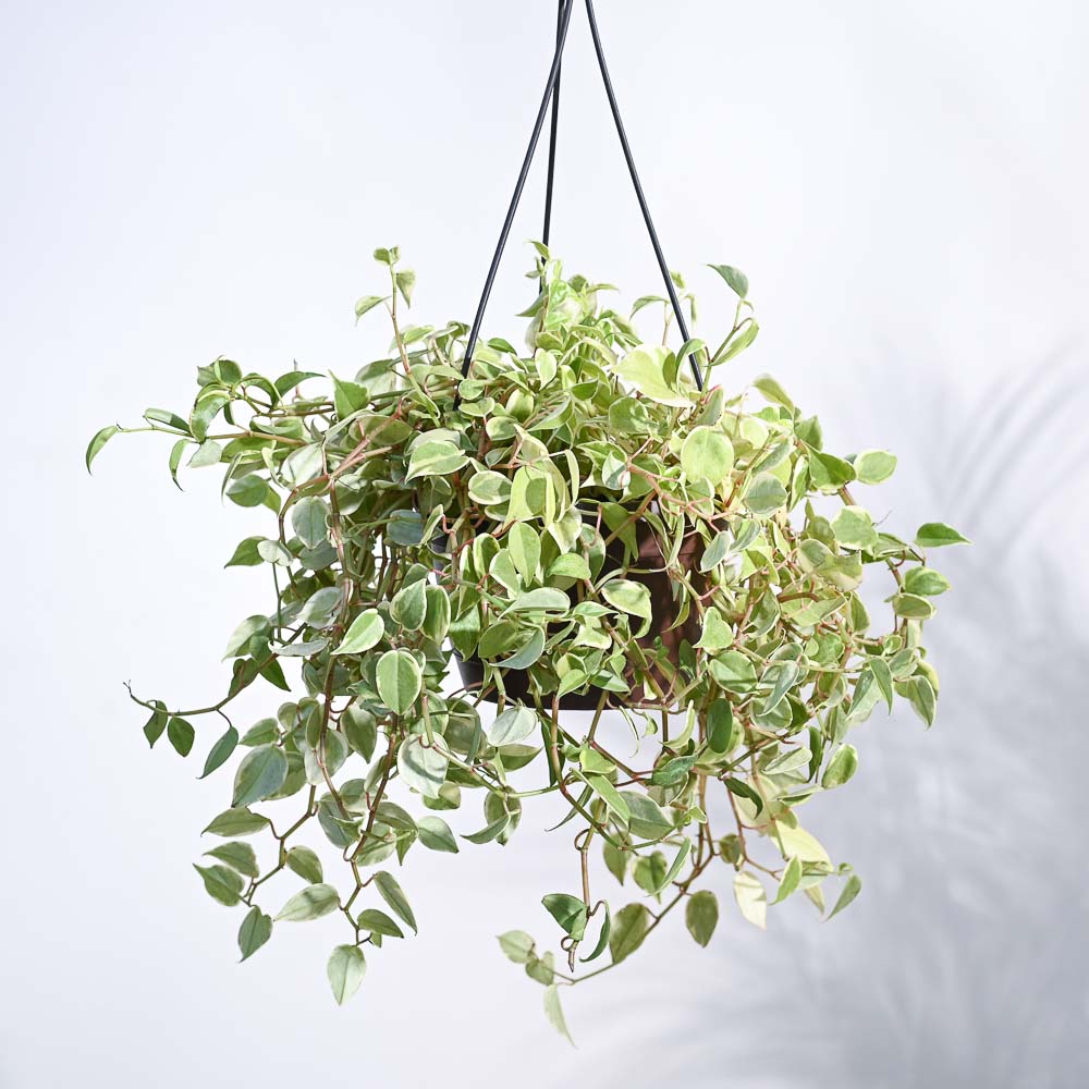 green and white leaf hanging plant Peperomia Variegated Hanging Plant