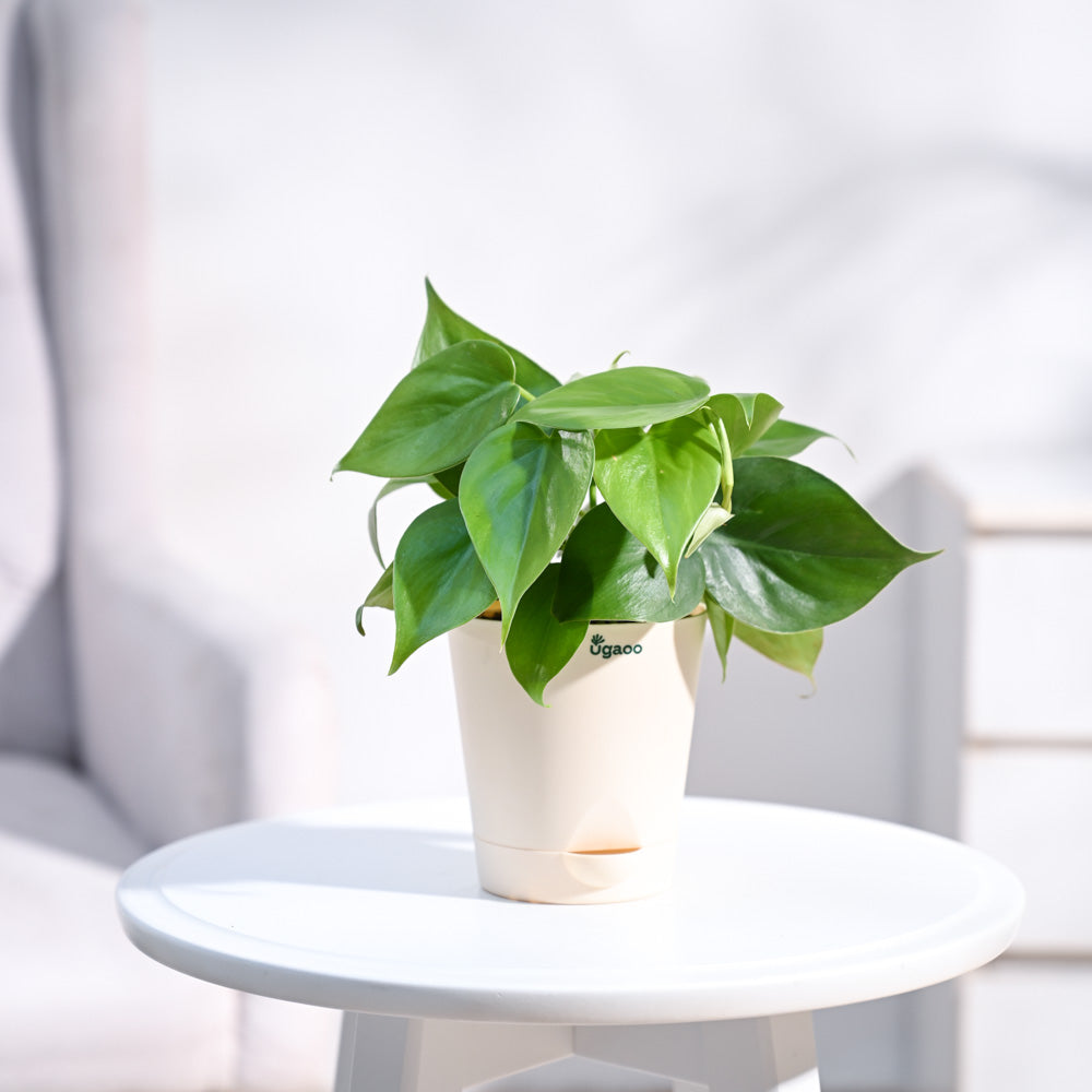 Philodendron Oxycardium Green Plant with Self Watering Pot