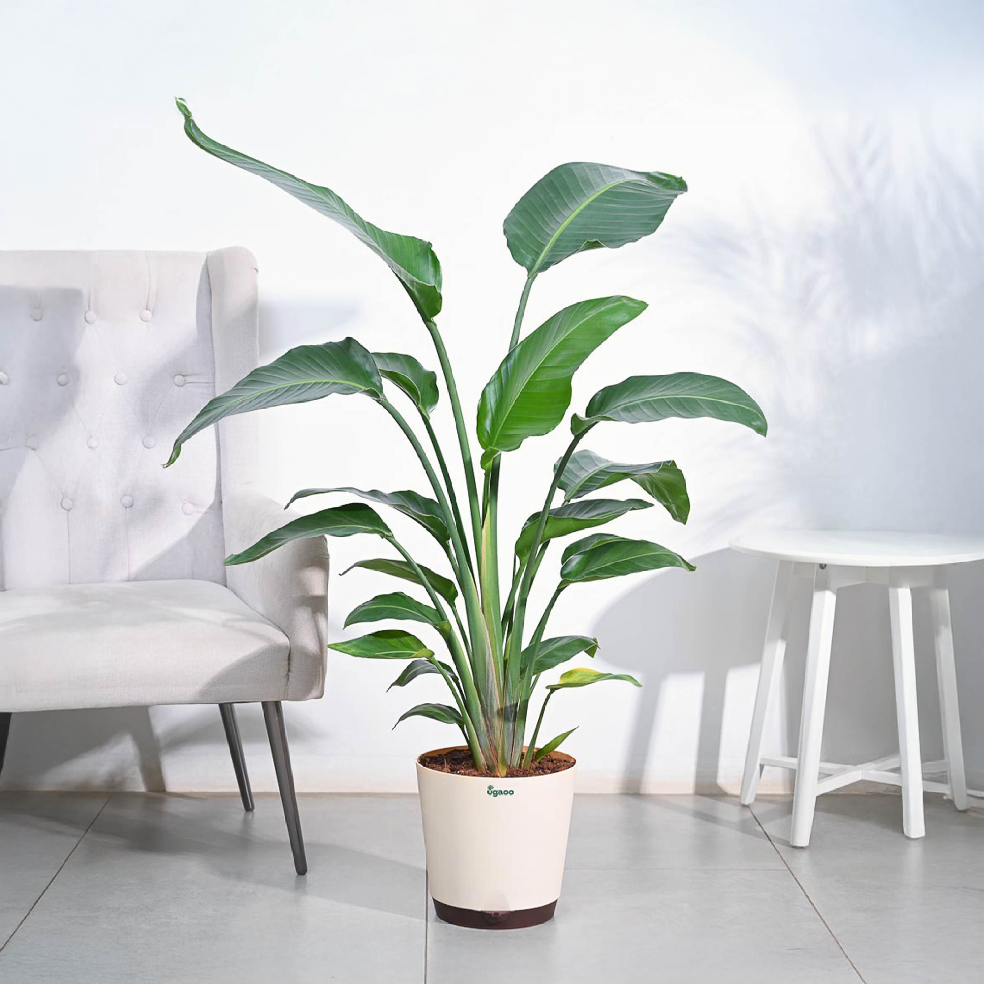 Bird Of Paradise Plant