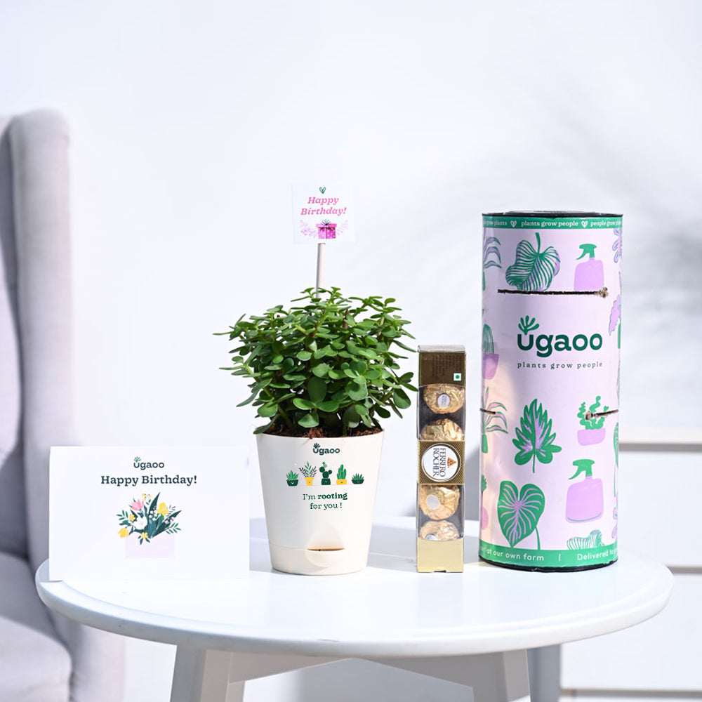 house plant birthday gift Jade Mini Birthday Gift Hamper – Ugaoo